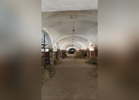 Boxen Einstellplätze frei