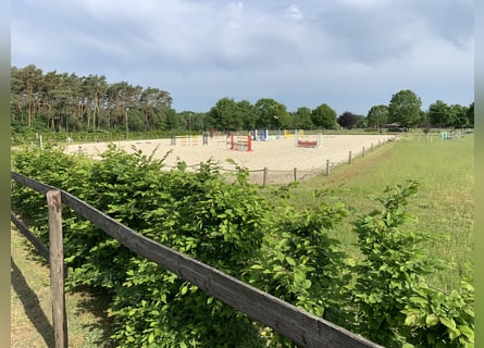 Einzelboxen oder Boxentrakt (ab 1.1.2026) auf ***Top Reitsportanlage ***