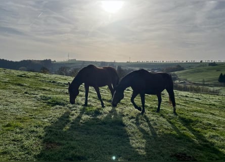 Pferdepension in der Eifel-Reha und Rentnerpferde liebevoll betreut