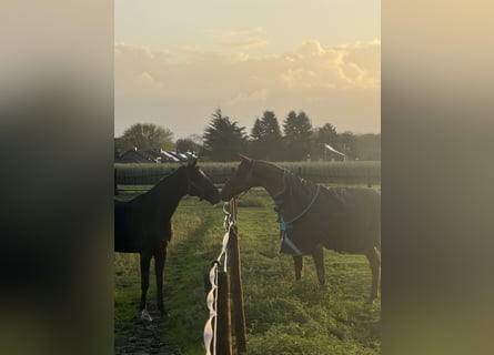 Stable for self-sufficient horse owners