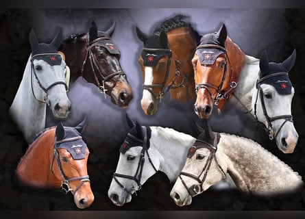 Show Jumping Rider (m/f/d)