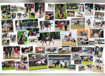 Full-time / Part-time – Riding Instructor / Trainer and Stable Worker