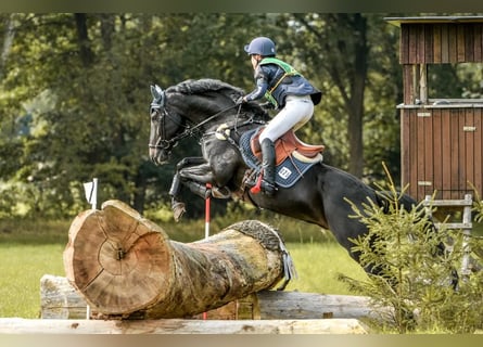 Horse Caretaker / Rider