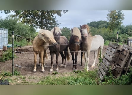 Stable assistant (m/f/d) wanted! Attention! A valid driver's license is required!