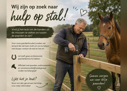 Looking for a handyman (male or female) to work with horses!