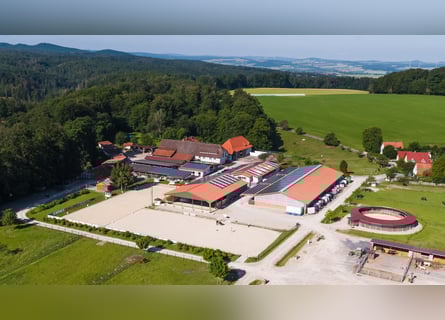 Pferdepfleger für Dressur-, Ausbildungs- & Turnierstall gesucht