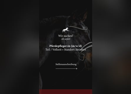 Pferdepfleger/in / Stallhilfe / Reiter/in gesucht 