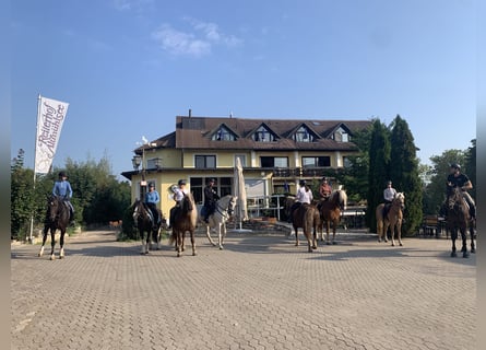 Reitstall Manager Wanted at Hotel Reiterhof Altmühlsee
