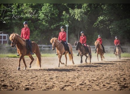 Riding Instructor (m/f/d) for Icelandic Horse Farm (Trainer C, Equine Specialist in Special Discipli