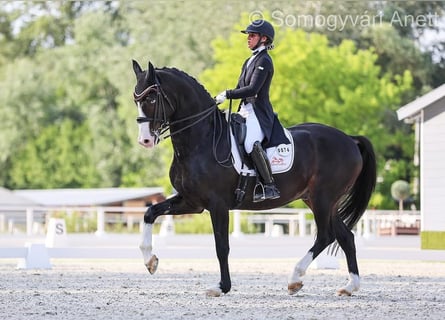Stable Unikornis is looking for a home groom!