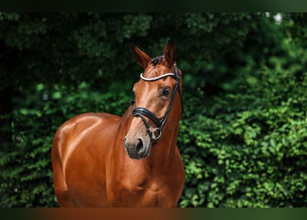  ‼️ Stallkraft Gesucht ‼️