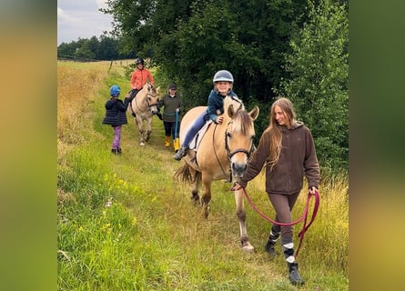 Start your summer job at the Fjord Stud!