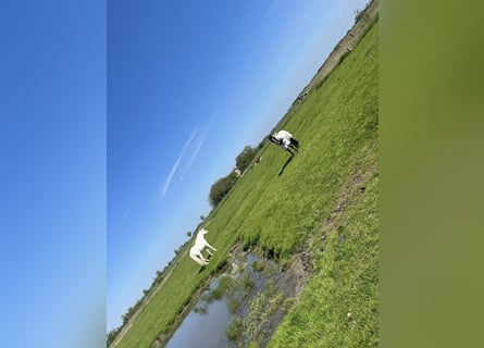 Summer pasture available at North Sea location