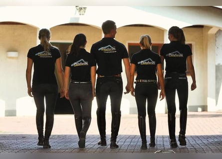 Training position for equine management specializing in horse care and service