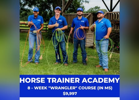 The 8-Week Wrangler | Horse Trainer Academy
