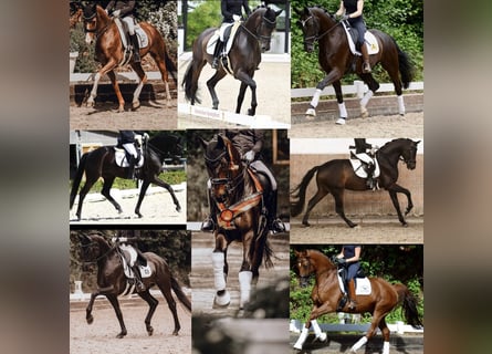 Training position for a horse management and service specialist