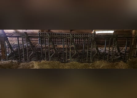 Self-feeding hay net by Patura