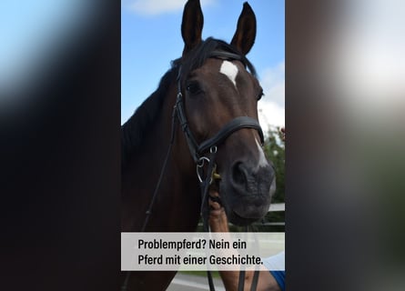 Correcting horses and identifying underlying causes