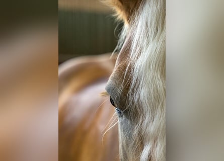 Experience the magic of horses!