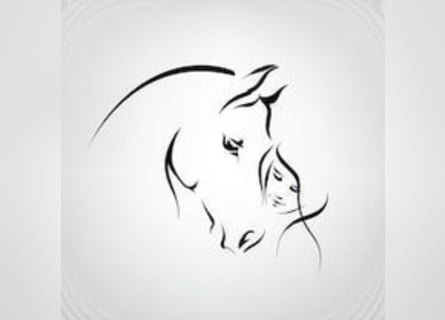 Mobile Reitstunden&Beritt 