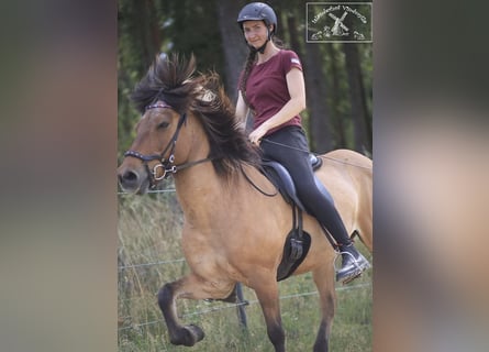 Riding lessons with Icelandic horses