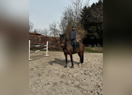 Basic training for young horses | Problem horses | Riding lessons for your horse nearby (East Frisia