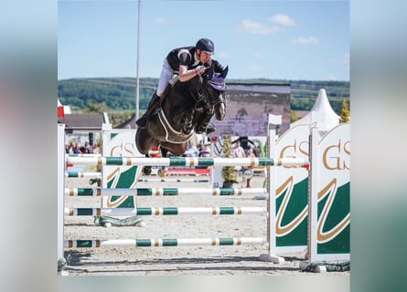 Beritt und Anreiten ihres Pferdes sowie Turniervorstellung im Springen 