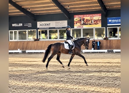 Lunging / Young horse training / Problem horse riding