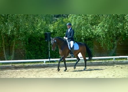 Professional training, correction, preparation, and marketing | Equine Specialist (Specializing in D