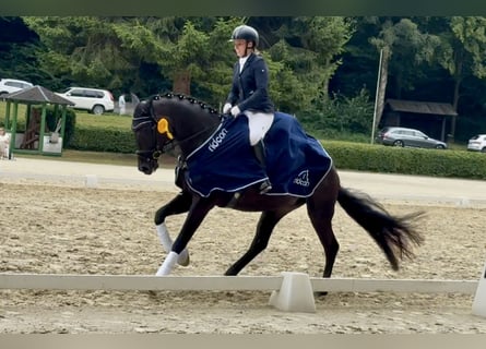 Training and riding arenas available