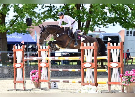 Training and schooling of show jumping horses