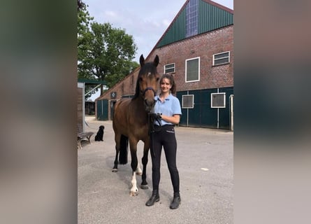 Training for your horse | Young horse development | Corrective training | Riding lessons | Problem h