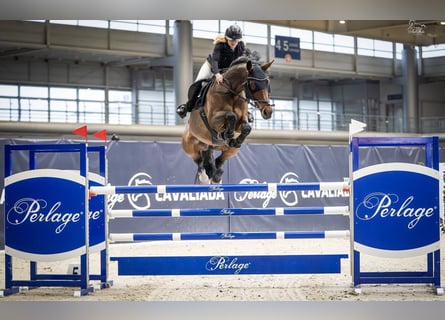Training of sport horses, breaking in young horses