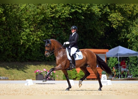 Training, schooling, stallion preparation & breaking-in