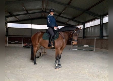 Training | Young Horses | Problematic Horses | Corrective Training | Starting a Horse