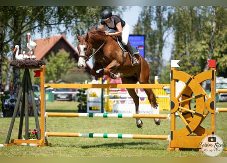 Vielseitiger Beritt / Anreiten von Sport & Freizeitpferden 