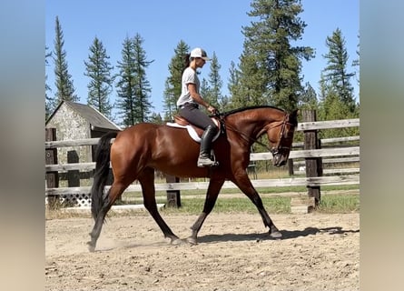 Cleveland Bay, Mare, 6 years, 16 hh, Bay