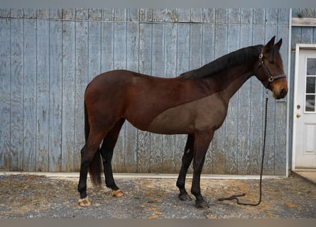 Cleveland Bay, Merrie, 5 Jaar, 60 cm, Bruin