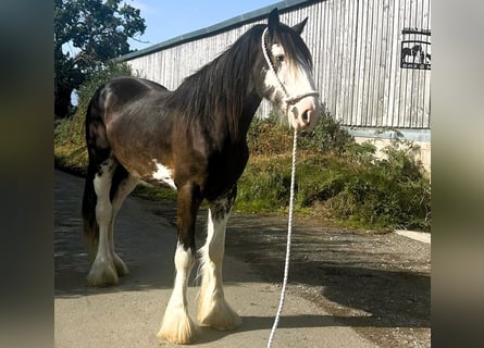 Clydesdale, Caballo castrado, 2 años