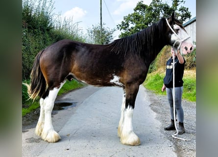 Clydesdale, Caballo castrado, 2 años