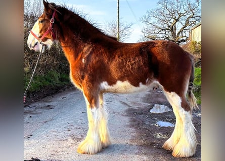 Clydesdale, Caballo castrado, 2 años