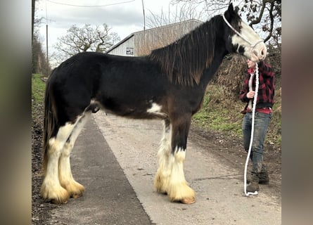 Clydesdale, Caballo castrado, 3 años