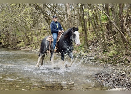 Clydesdale, Caballo castrado, 5 años, 165 cm, Ruano azulado