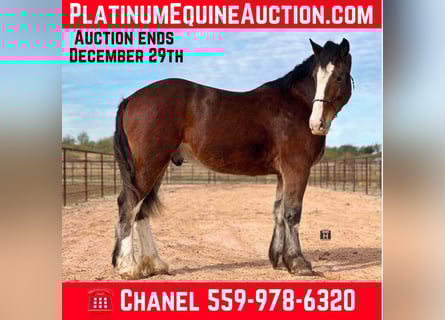 Clydesdale, Caballo castrado, 6 años, 170 cm, Castaño rojizo