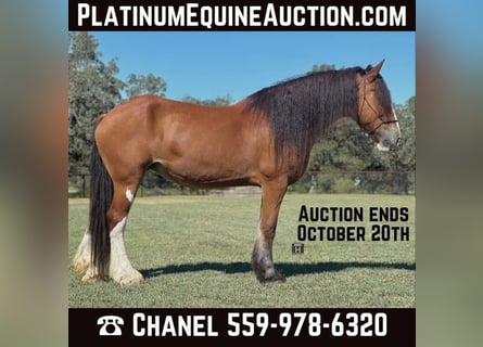 Clydesdale, Caballo castrado, 8 años, 173 cm, Castaño-ruano