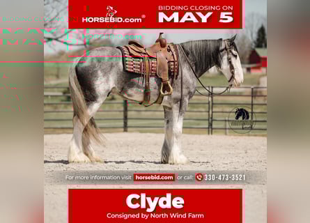 Clydesdale, Castrone, 5 Anni, 173 cm, Roano blu