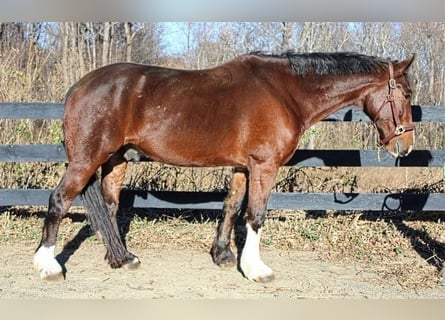 Clydesdale, Castrone, 8 Anni, 165 cm, Baio ciliegia