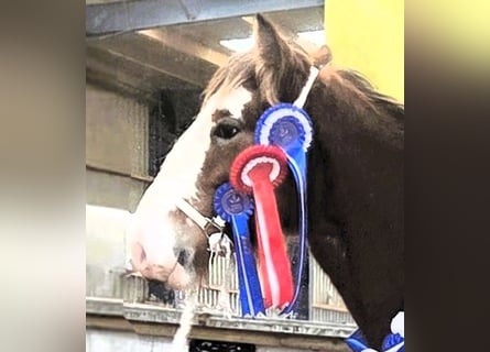 Clydesdale, Étalon, 1 Année