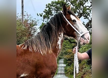 Clydesdale, Étalon, 1 Année