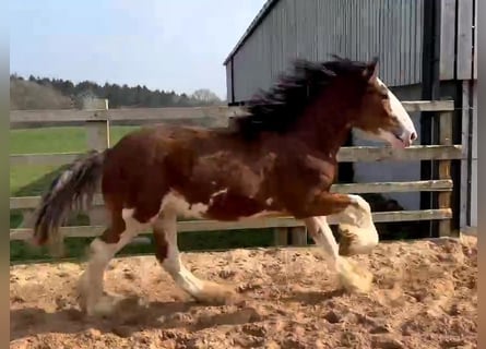 Clydesdale, Étalon, 2 Ans